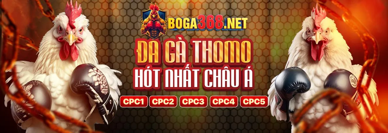 Sân đấu đá gà trực tuyến sôi động tại 8dayvn link vào